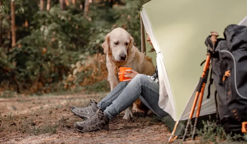 Going camping with your dog: rules, paperwork and advice
