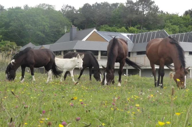 Camping du Haras in Monterblanc — Foto 3