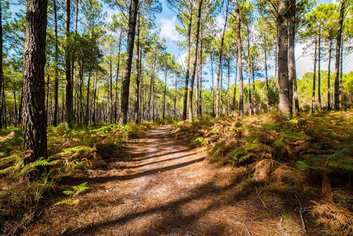 Camping L'Orée Des Landes — Onesse-Laharie