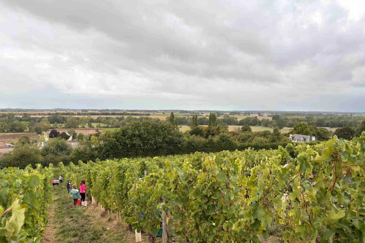 Camping La Vallée Des Vignes in Concourson-sur-Layon