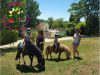 Camping 4 étoiles l&rsquo;Offrerie