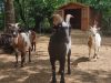 Activité ferme